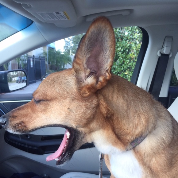 Meet your Posher, Charlie and her helpers! - Picture 3 of 8